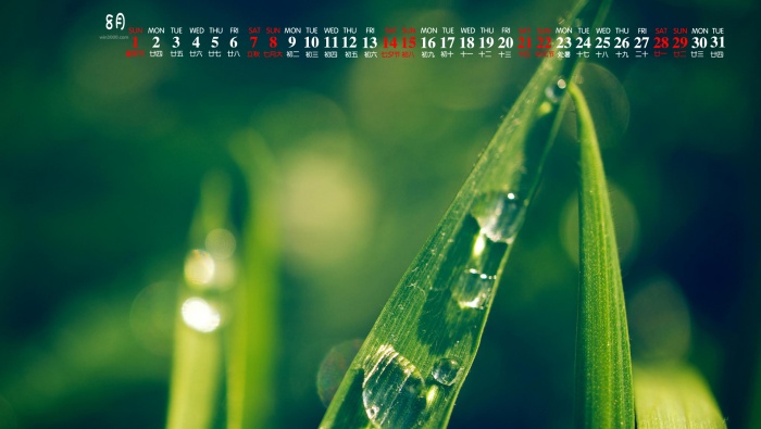 2021年8月綠色小清新桌麵日曆壁紙