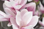 Magnolia flower photography HD desktop wallpaper