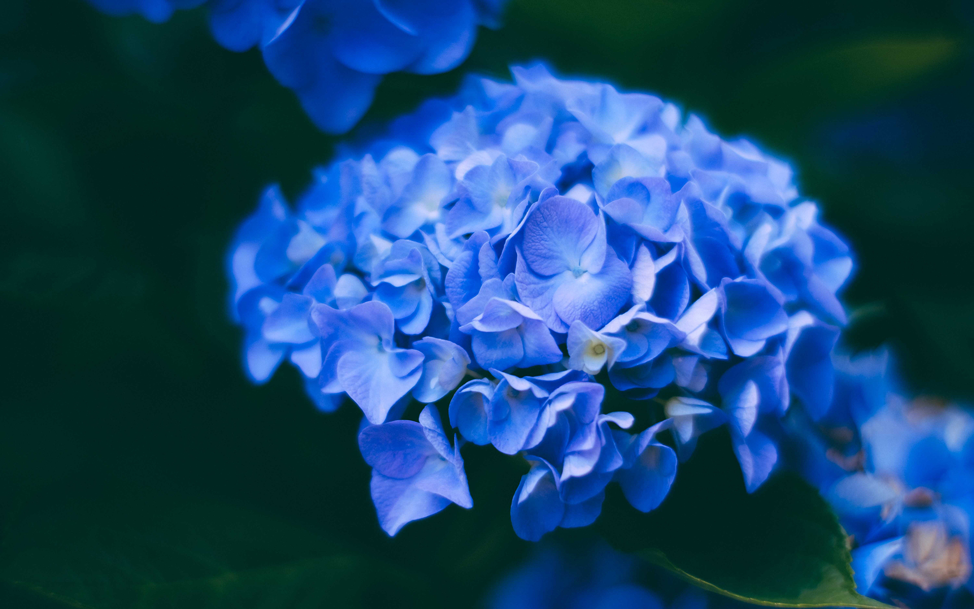 盛开的蓝色绣球花图片桌面壁纸