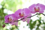 Phalaenopsis pictures desktop wallpaper