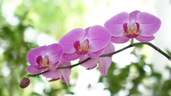 Phalaenopsis pictures desktop wallpaper