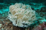 HD underwater coral pictures desktop wallpaper