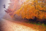 Picturesque autumn scenery pictures desktop wallpaper