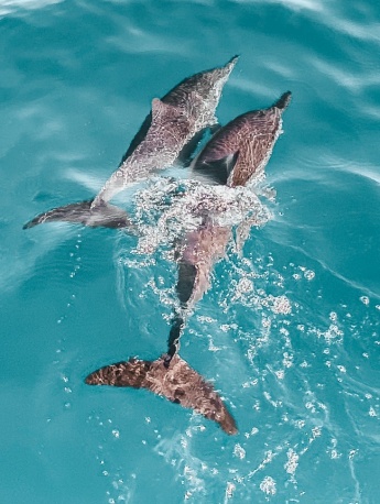 Dolphin pictures in the water