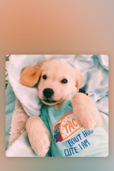 超萌小狗狗高清無水印手機壁紙