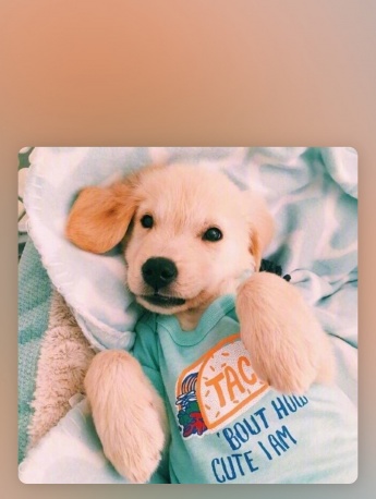 超萌小狗狗高清无水印手机壁纸