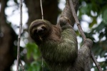 Sloth Pictures Cute Sloth Pictures