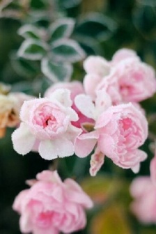 HD pictures of frost in the twenty-four solar terms