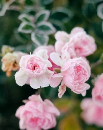 二十四节气霜降高清图片