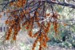 HD sea buckthorn fruit pictures desktop wallpaper