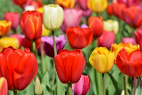HD Tulip Flowers Picture Desktop Wallpaper