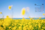 2022年4月护眼油菜花桌面日历壁纸