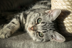 Cute short hair cat pictures desktop wallpaper