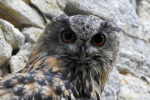 great horned owl pictures
