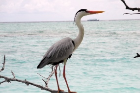 Heron picture material HD desktop wallpaper picture