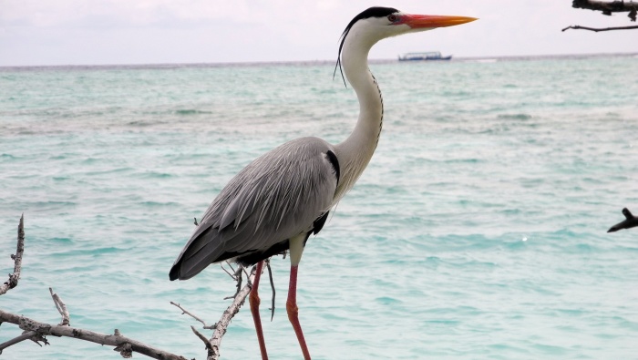 苍鹭图片素材高清桌面壁纸图片