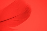 Feather picture wallpaper on red background