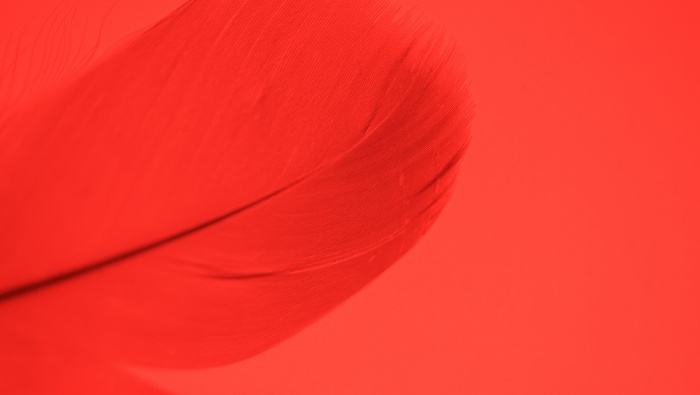 Feather picture wallpaper on red background