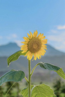 Countryside nature mobile wallpaper