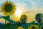 Golden sunflower pictures desktop wallpaper