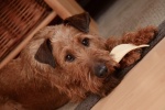 Irish Terrier Pictures