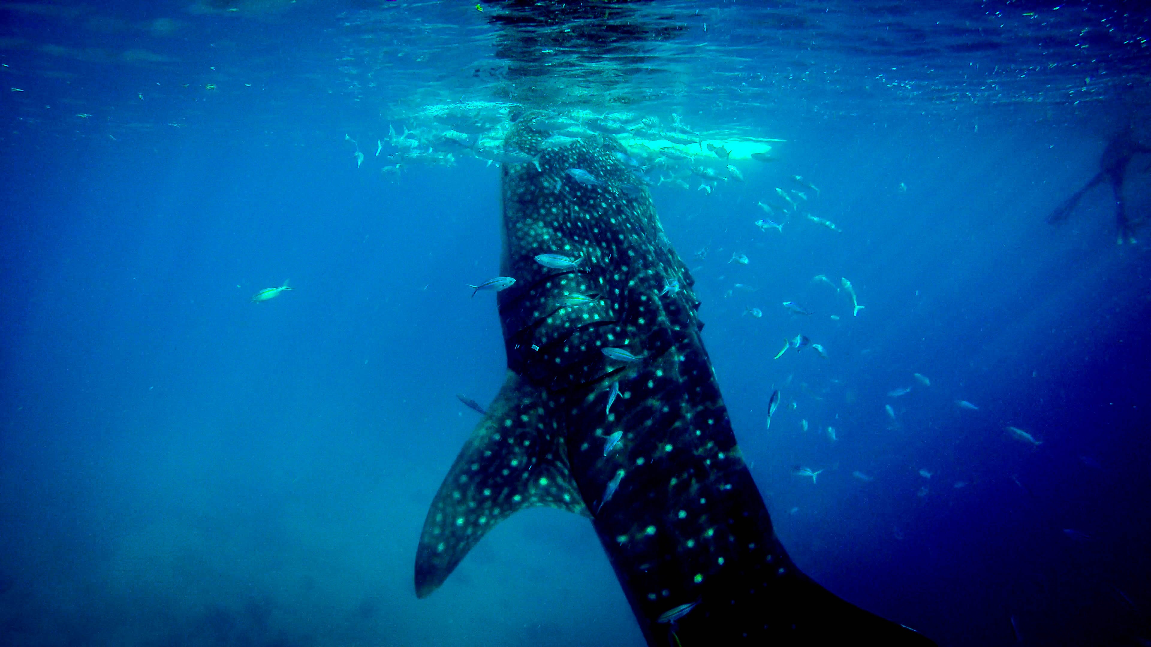 最大鲸鱼图片,最大的巨齿鲨图片,鲸鱼图片大图_大山谷图库
