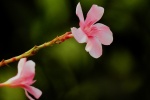 HD Oleander Pictures Desktop Wallpaper