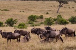 Wildebeest pictures in African grassland