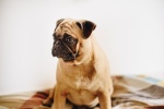Cute pug pictures desktop wallpaper