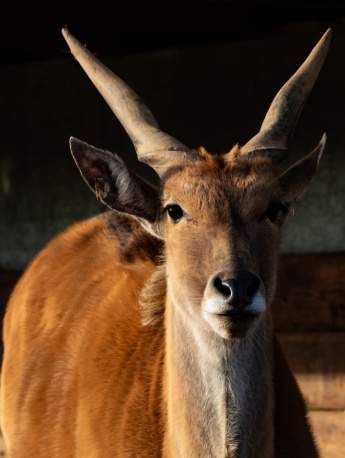 Pictures of big forest antelope