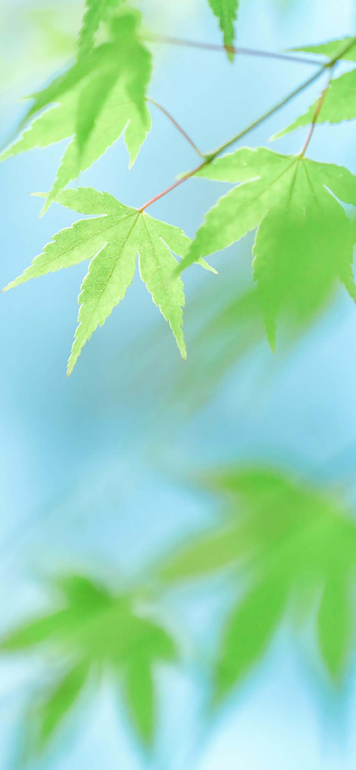 绿色树叶小清新手机壁纸