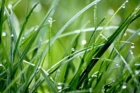 高清绿色草地自然风景壁纸