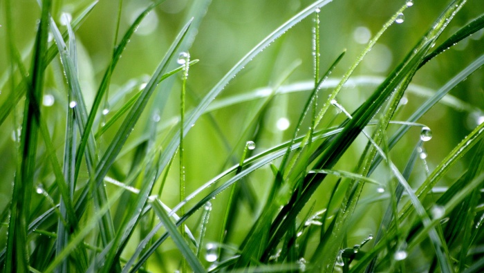 HD green grass natural scenery wallpaper