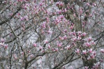 Pink celestial magnolia pictures