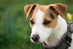 Jack Russell Terrier Pictures Desktop Wallpaper