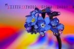 August 2021 Chinese Valentine's Day forget-me-not desktop calendar wallpaper