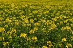 High Definition Rapeseed Flower Pictures Desktop Wallpaper