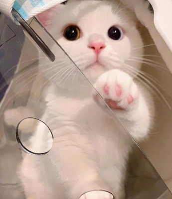 可爱萌宠头像图片