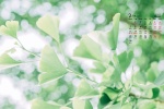 February 2022 park flowers and leaves desktop calendar wallpaper