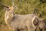 Waterbuck material picture desktop wallpaper