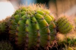 Thorny cactus pictures desktop wallpaper
