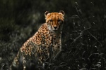 Fierce cheetah pictures