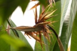 HD Strelitzia reginae pictures