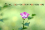 May 2022 field bindweed picture desktop calendar wallpaper
