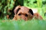 Irish Terrier Pictures