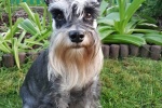 Cute and cute Schnauzer pictures