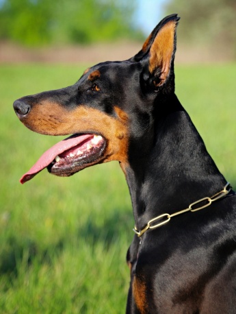 Doberman Pinscher Pictures Doberman Pinscher Pictures