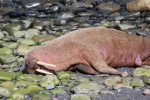 HD walrus pictures