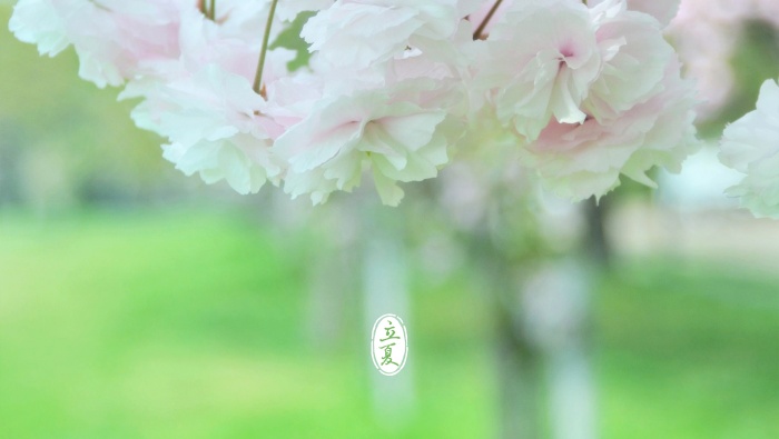 立夏清新綠色風景桌麵壁紙圖片