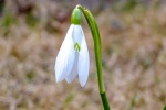 White snowdrop pictures desktop wallpaper